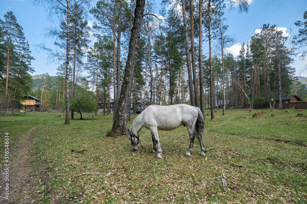 Two racehorses in the pasture on the background of the Altai mountains. Two racehorses in the pasture on the background of the Altai mountains.