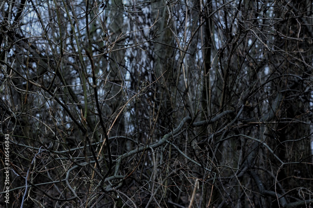Obraz premium trees in fog