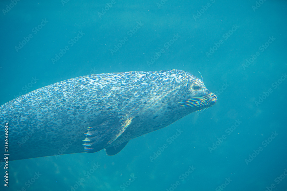 Obraz premium Seal in Copenhagen Zoo