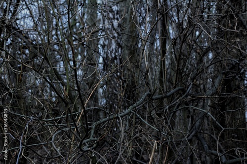 Fototapeta Naklejka Na Ścianę i Meble -  trees in fog