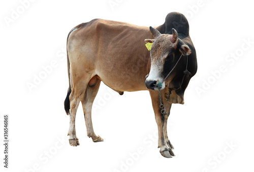Cows Standing on a white background                             