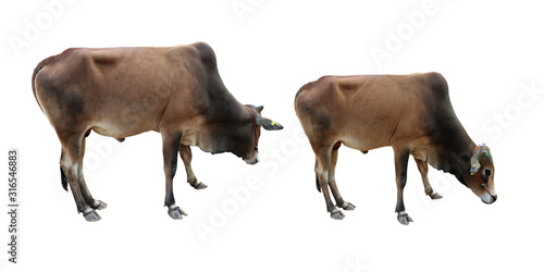 Two cows on a white background Clipping Path
