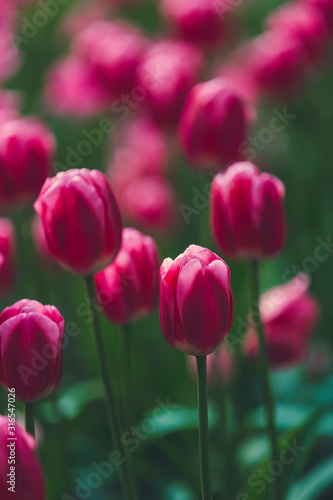 Vibrant pink tulip flowers field in spring. Colorful bright spring landscape. Tulips on the background of blurred flowers. Natural floral background for design  cards  posters  Valentine   s Day