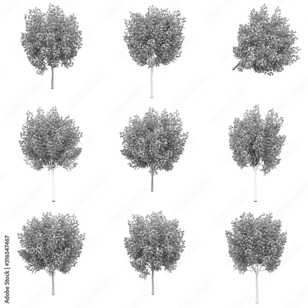 Fototapeta premium Tree 3D Rendering