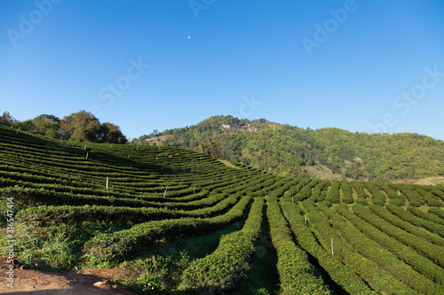 Green tea farm with blue sky and Tea plantations background, Tea plantations in morning light.