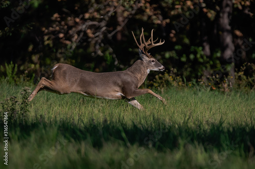 Wallpaper Mural deer in the forest Torontodigital.ca