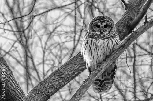 owl on a branch photo