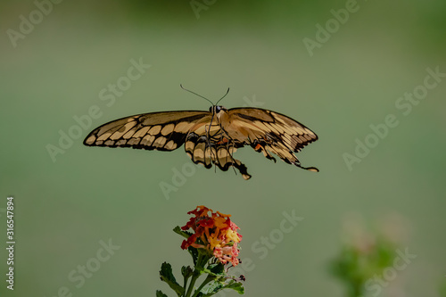 Wallpaper Mural butterfly Torontodigital.ca