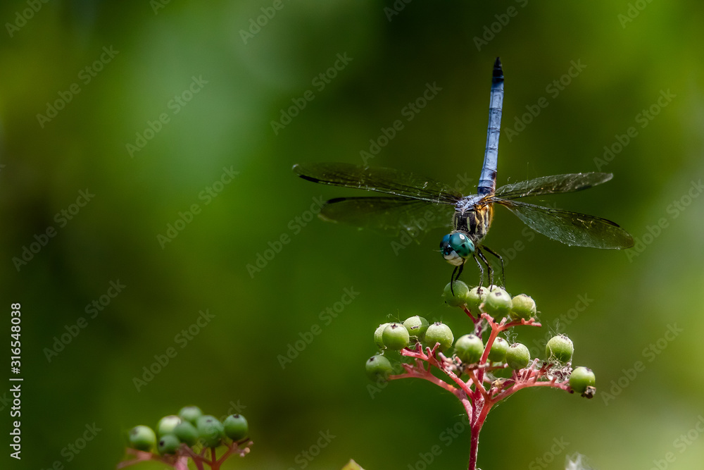 custom made wallpaper toronto digitaldragonfly