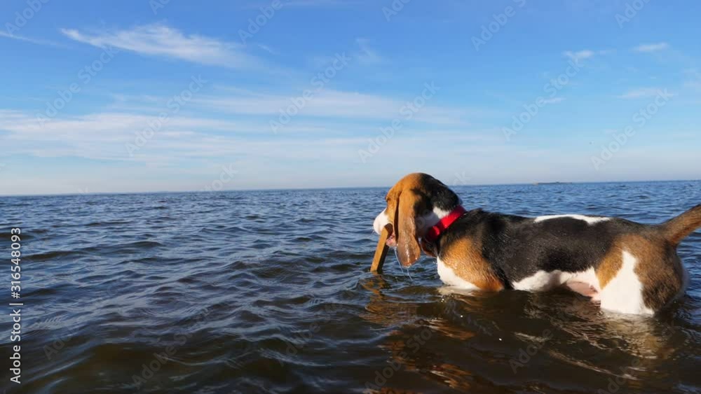 Young Beagle dog come into shallow water and grab floating wooden stick to bring back to owner. Cute doggy play throw and fetch game, go for toy at cool lake waters Young Beagle dog come into shallow water and grab floating wooden stick to bring back to owner. Cute doggy play throw and fetch game, go for toy at cool lake waters