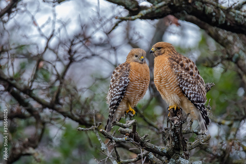 Wallpaper Mural Red Shoulder Love Torontodigital.ca