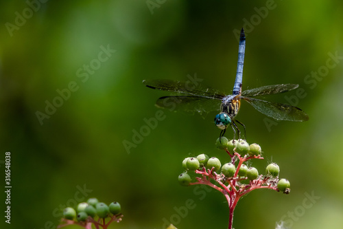 Wallpaper Mural dragonfly Torontodigital.ca