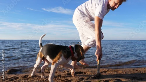 Guy play with juvenile beagle dog on beach, tease by stick, doggy try to catch, jump around. Slow motion shot, funny long ears fly around, man turn and draw wand, cub bouncy running for toy photo