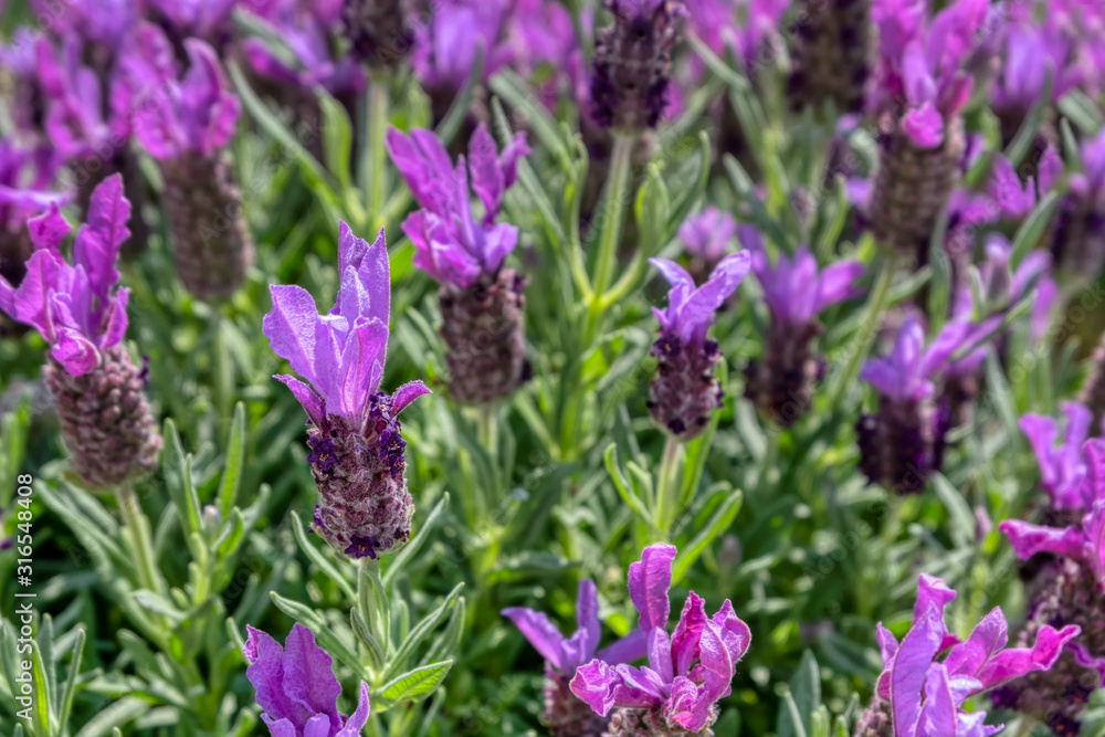Obraz premium Group of purple lavender stoechas flowers in the field