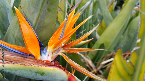 Closeup of Strelitzia Reginae flower (bird of paradise flower)