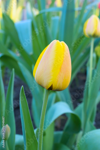 Yellow tulips in the garden