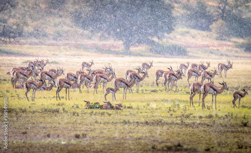 Springbok herd fighting the rain in Kgalagadi National Park in South Africa