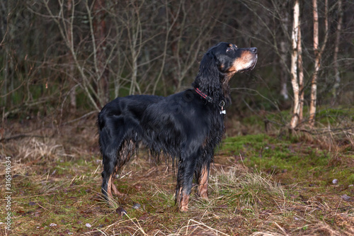  Dog breed Setter Gordon hunting in the forest