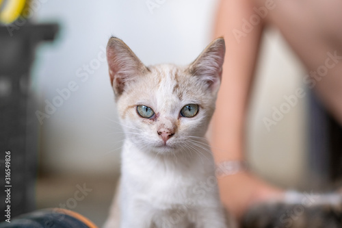Fototapeta Naklejka Na Ścianę i Meble -  cute little kitten