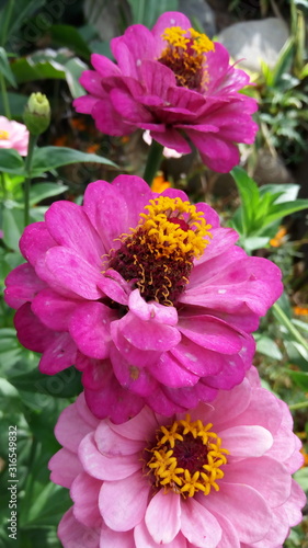 beautiful purple flower in garden