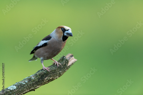 Leinwand Poster Hawfinch sitting on a branch