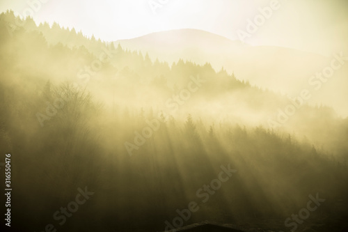 misty forest in basque country  spain