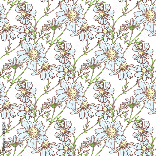 Seamless pattern with chamomile on white background