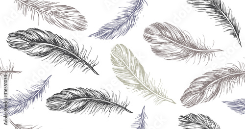 Hand drawn feather on white background.
