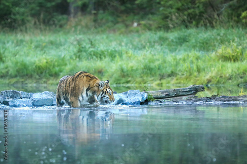 Siberian tiger walk through pond - Panthera tigris altaica