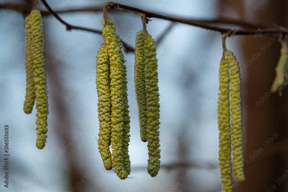 the hazelnut blossoms hang from a hazelnut bush as harbingers of spring the hazelnut blossoms hang from a hazelnut bush as harbingers of spring