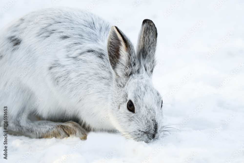 White Snowshoe Hare Closeup Portrait in Winter White Snowshoe Hare Closeup Portrait in Winter