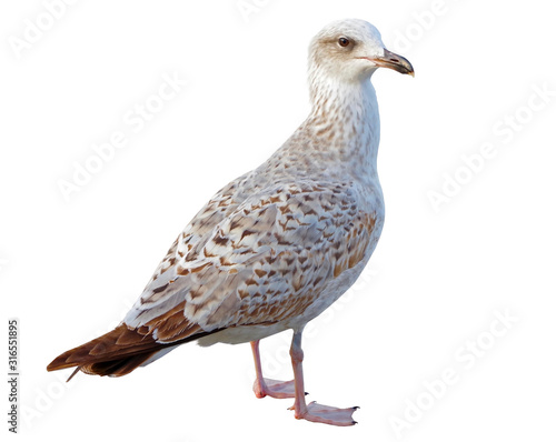 White and grey seagull isolated on white