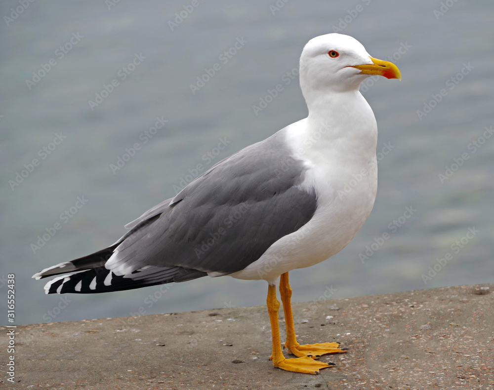 White and grey seagull White and grey seagull