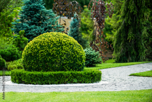 Photos boxwood bush ornamental garden design
