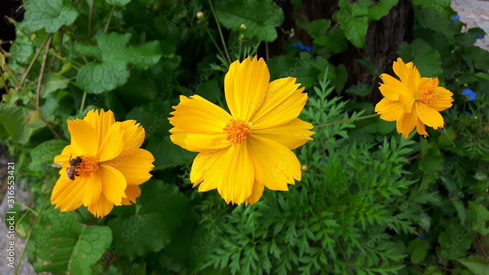 flores flores
