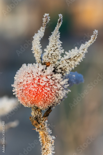 Dog rose berry covered with hoarfrost at winter sunny day.
