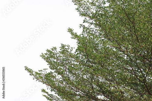 Beautiful tree on white background. isolated green leave. © SeemaLotion