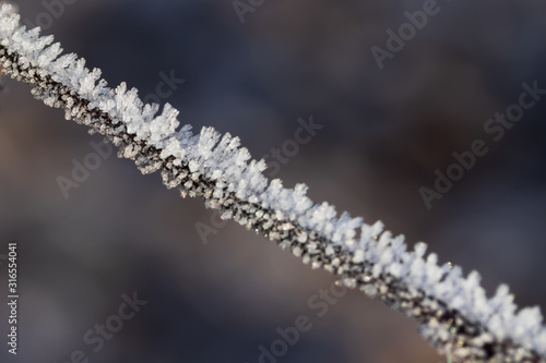 Dry plant branch covered with hoarfrost at winter sunny day.