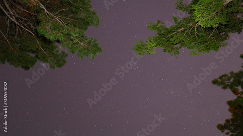 background with green leaves night between the trees