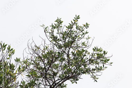 Beautiful tree on white background. isolated green leave.