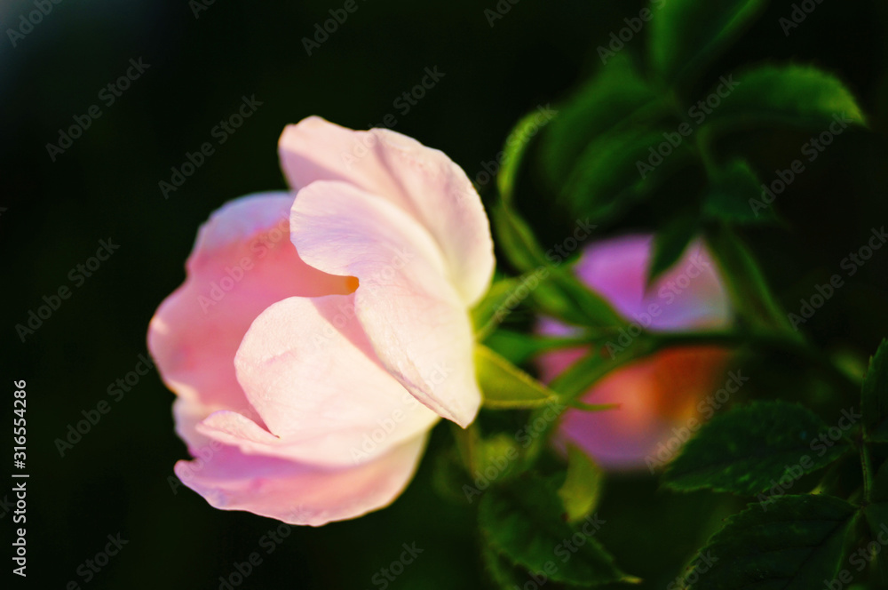 Rosehip flower with delicate pink petals on a branch with green leaves
