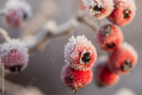 Hawthorn berries covered with hoarfrost at winter sunny day.