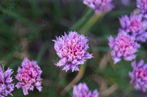 Field plant with small purple flowers and delicate petals on a branch with green leaves in the meadow