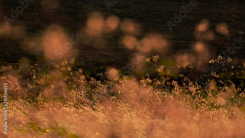Grass blooming in the field
