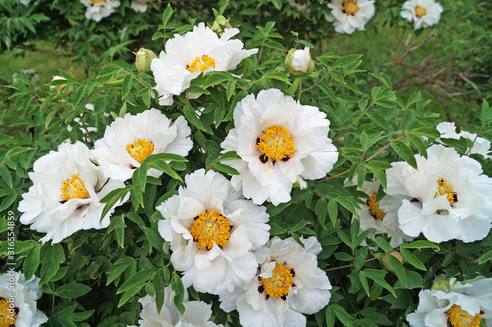Fototapeta premium Peony flower with delicate white petals and a lilac-yellow center on a bush with green leaves on a sunny spring day