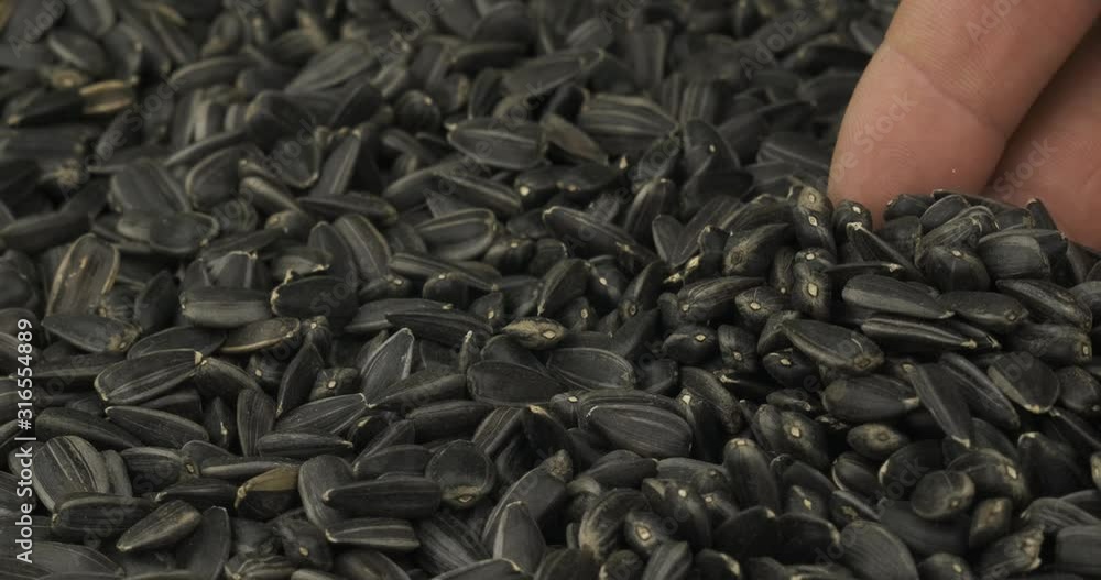 Rotating seed of sunflower and a farmer's hand. Farmer checks the grain. Close-up of a man's hand picking up grain in his palm. Rotating seed of sunflower and a farmer's hand. Farmer checks the grain. Close-up of a man's hand picking up grain in his palm.