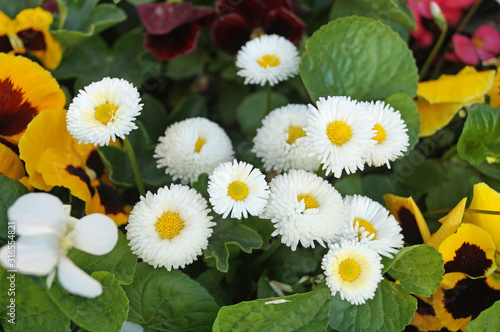 A bush of daisy flowers with beautiful white petals and a yellow center in the flowerbed