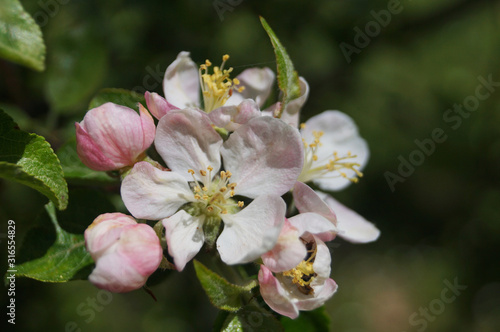 Apple tree branch with delicate pink flowers and green leaves on a spring day