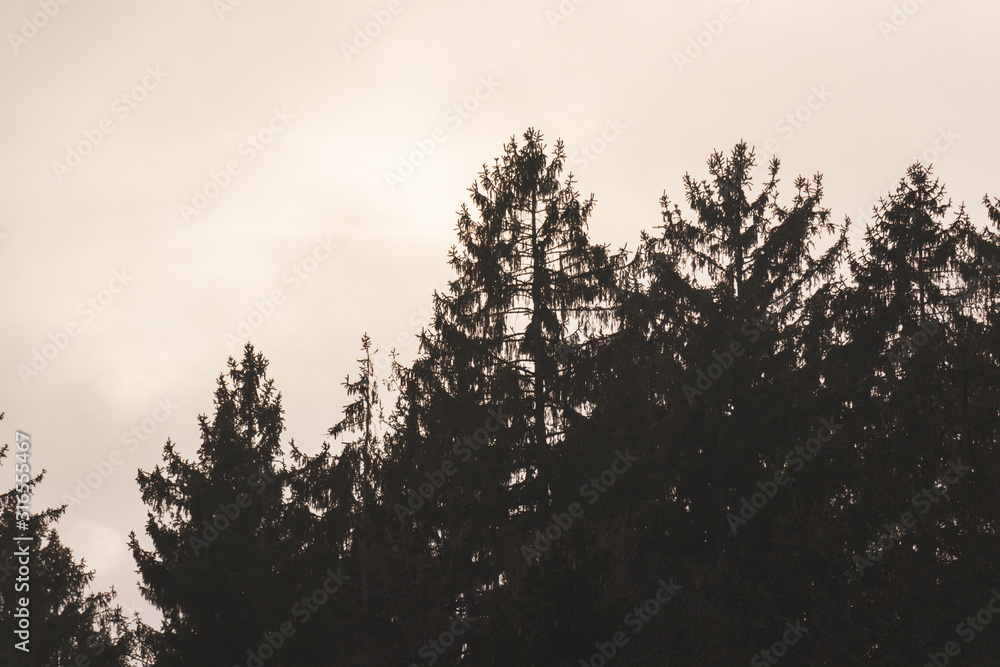 Landschaft Waldviertel Bäume Landschaft Waldviertel Bäume