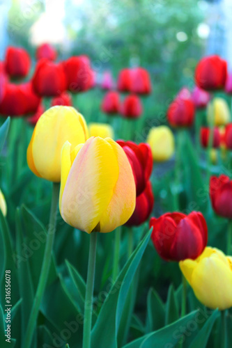 Field of yellow and red tulips